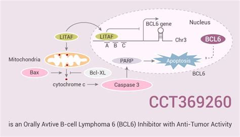 CCT369260 is an Orally Avtive B-cell Lymphoma 6 (BCL6) Inhibitor with ...