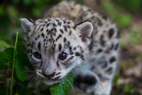 Snow Leopard Cub Now Has A Name! - Como Zoo Conservatory