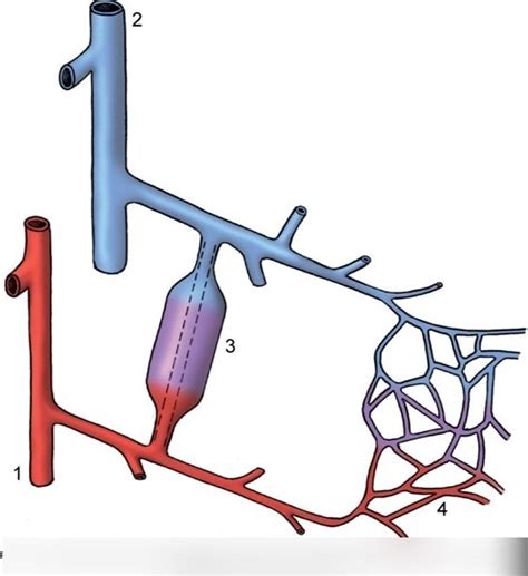 a precapillary arteriovenous anastomosis Diagram | Quizlet