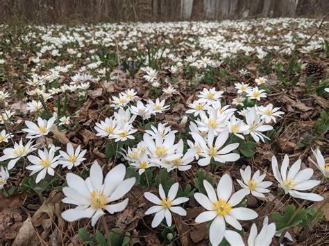 Sanguinaria canadensis (Bloodroot, Red Puccoon) | North Carolina Extension Gardener Plant Toolbox