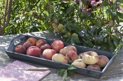 Various peach varieties – License image – 12181511 Image Professionals