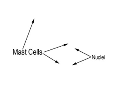 Connective Tissue: The Histology Guide