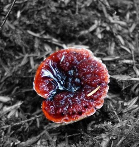 bleeding tooth fungus | Stuffed mushrooms, Fungi, Moss