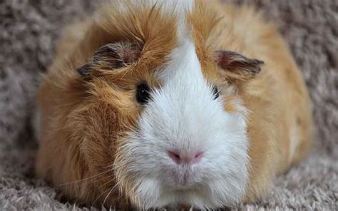 Girl Guinea Pig Names: Over 200 Great Names For Female Guinea Pigs