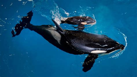 Last killer whale born at SeaWorld | Fox News