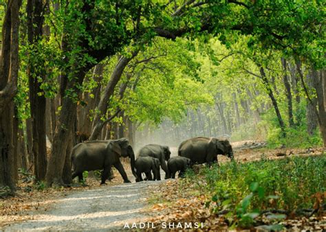 Earth Walks In Corbett National park | Bird Watching In Jim Corbett ...