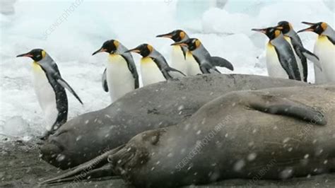 King penguins and seals - Stock Video Clip - K004/8481 - Science Photo ...