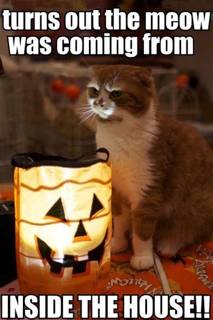 True Book Addict...Books, Cats, and More: Cat Thursday - #Halloween Week Two #cats #catthursday