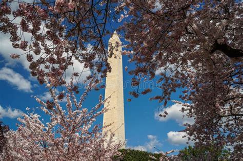 Cherry Blossom in Washington Dc Monument Stock Photo - Image of washington, clear: 274302572