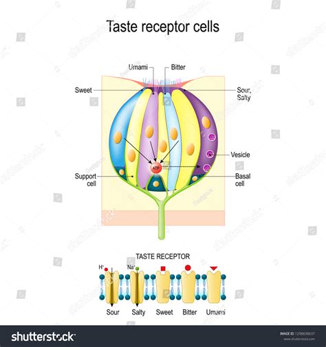 Taste Bud Receptor Cells Types Taste Stock Vector (Royalty Free) 1298838637 | Shutterstock