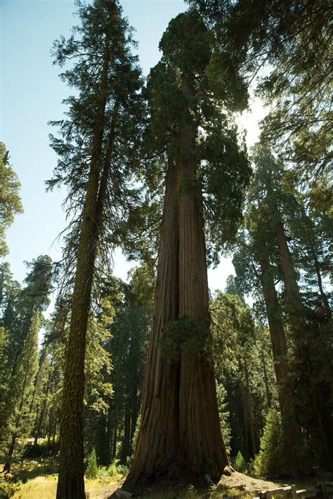 Un arbre géant (en partie), Sequoia National Park aux Etats-Unis