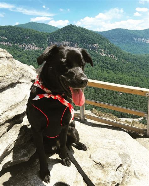 The Dog-Friendly Guide to Hiking in NC - Check out nine of North Carolina's best dog-friendly ...