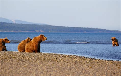 5 Iconic Alaska Wildlife Cruises by Small Ship - AdventureSmith