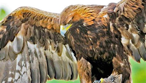 Fun Golden Eagle Facts For Kids | Kidadl