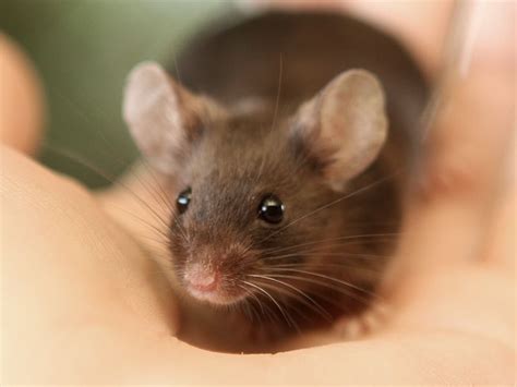 Fancy pet mouse | Pet mice, Cute small animals, Pets