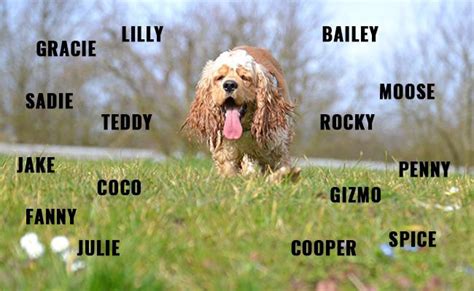 American Cocker Spaniel - Breed Information & Diet Facts - Petmoo