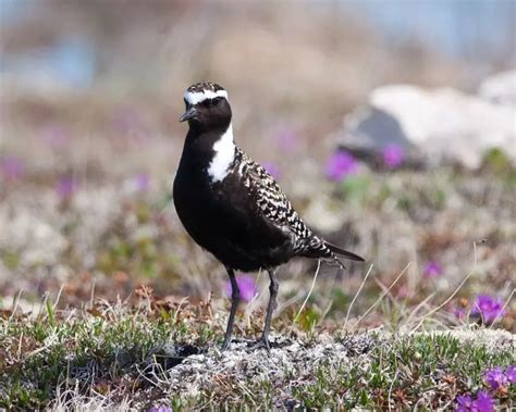 American Golden Plover - Facts, Diet, Habitat & Pictures on Animalia.bio