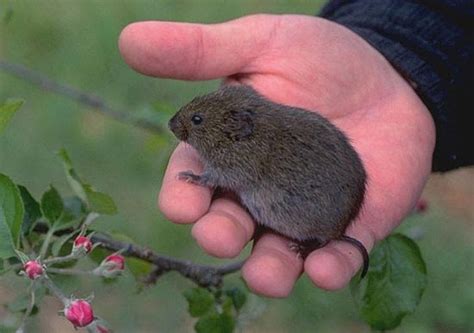 Turf Alert: Voles & Vole Damage! | Lawn Doctor of Batavia-Aurora