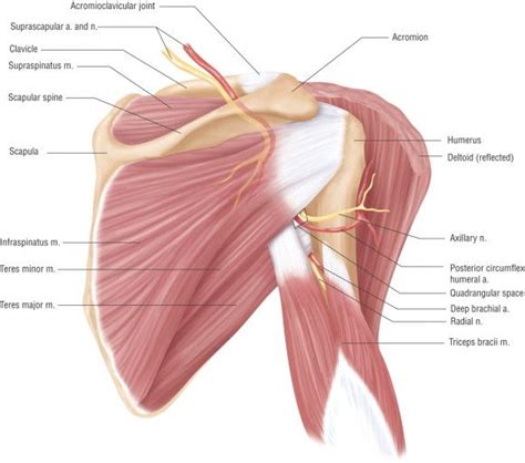 anatomy deltoid | Shoulder anatomy, Muscle anatomy, Shoulder muscle anatomy