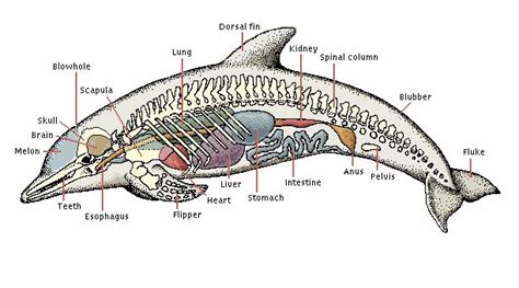 Dolphin anatomy | Marine mammals, Dolphins, Dolphin facts