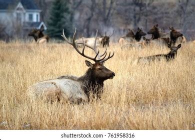 Bull Elk Large Antlers Among Many Stock Photo 761958316 | Shutterstock