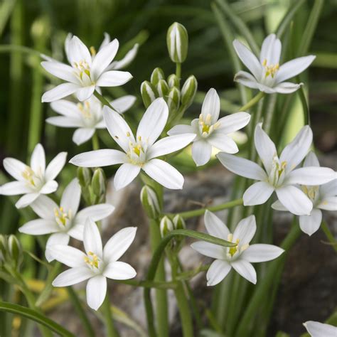 Ornithogalum Umbellatum (Star of Bethlehem) – Easy To Grow Bulbs