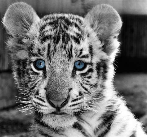 Baby Tiger Blue Eyes (copyright Karen van Nijkerk) | Cute animals, Baby white tiger, Baby tiger