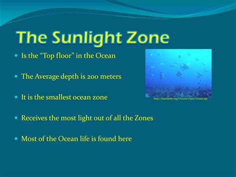 PPT - The Sunlight Zone PowerPoint Presentation, free download - ID:2375754