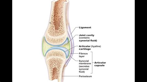 Chapter 8.4.1 General Structure of Synovial Joints BIO201 - YouTube