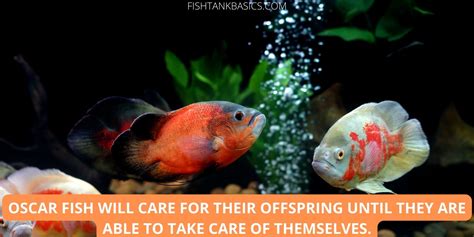 A Complete Oscar Fish Care Guide