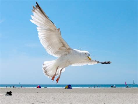 Seagull On The Beach Stock Image - Image: 1051421