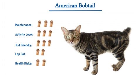 How Long Do American Bobtail Cats Live