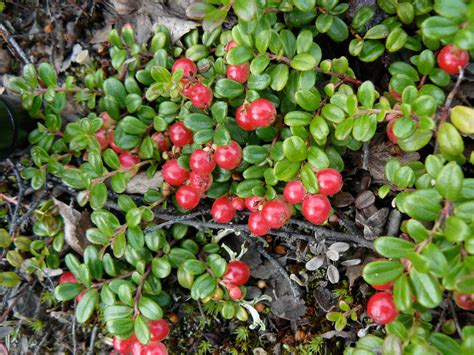 Lingonberries - The Daily Garden