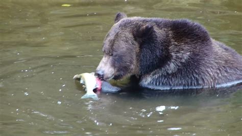 Grizzly cubs with mom | Grizzly Bear Tours & Whale Watching, Knight Inlet