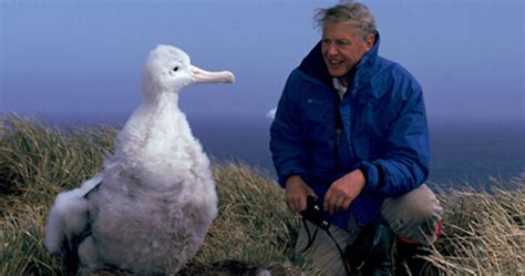 Nature Documentary Fans Are Excited To Hear 97 Y.O. David Attenborough ...