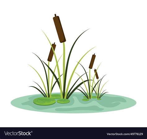 Wetland and plants Royalty Free Vector Image - VectorStock