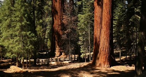 Sequoia Tree Forest at Sequoia National Park, California image - Free stock photo - Public ...