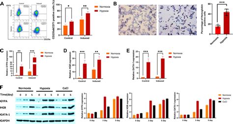 Frontiers | Regulation of erythroid differentiation in K562 cells by the EPAS1-IRS2 axis under ...