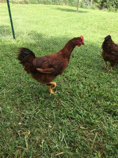 All RIR roosters, right? | BackYard Chickens - Learn How to Raise Chickens