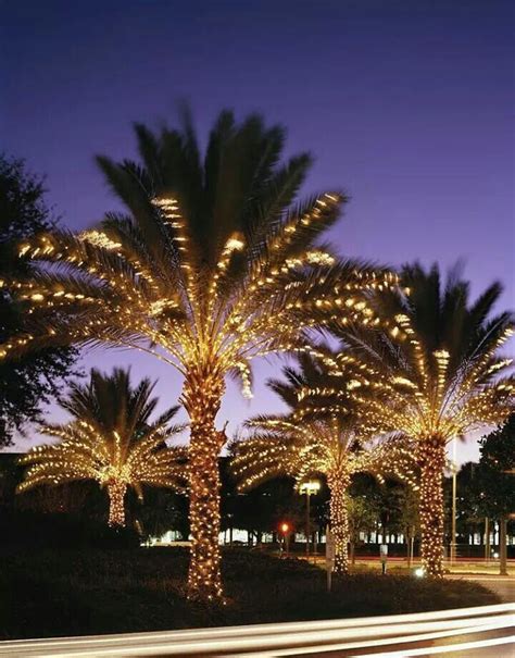 Palm lights | Palm tree lights, Palm tree christmas lights, Christmas palm tree