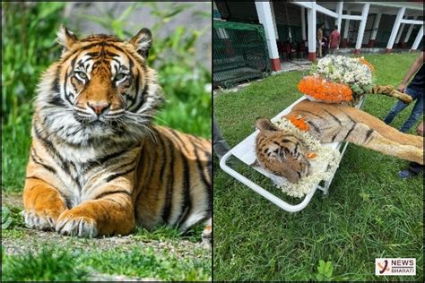 India bids farewell to Raja longest surviving tiger - NewsBharati