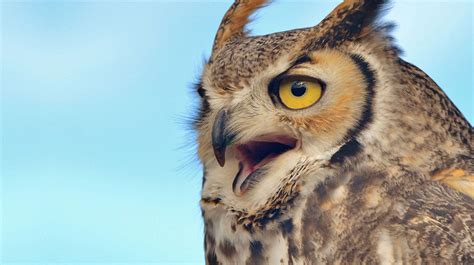 Great horned owl | Size, Habitat, & Facts | Britannica