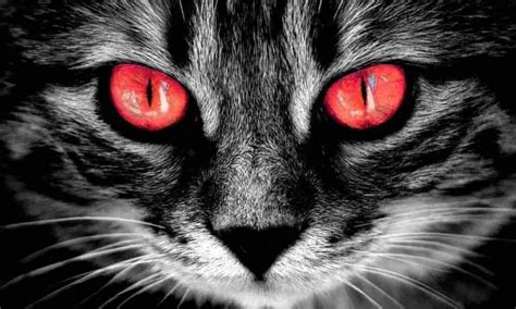 8 Creepy Signs Your Cat Hates You - Animal Kooky