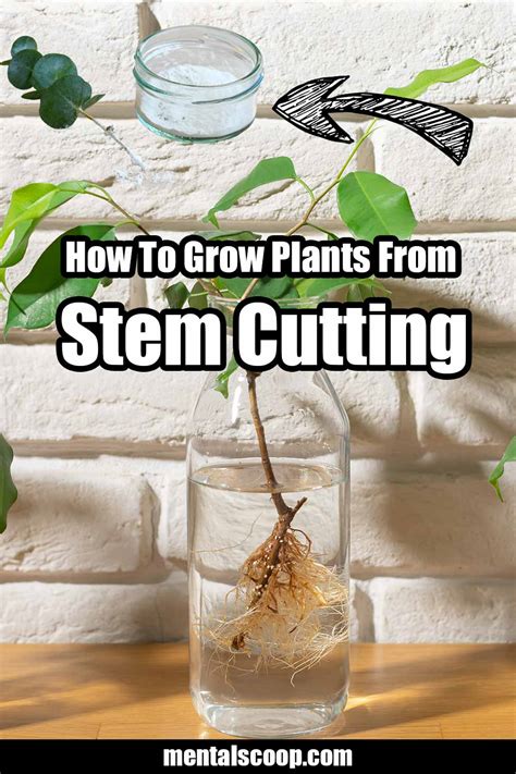 How-To-Grow-Plants-From-Stem-Cuttings - Mental Scoop