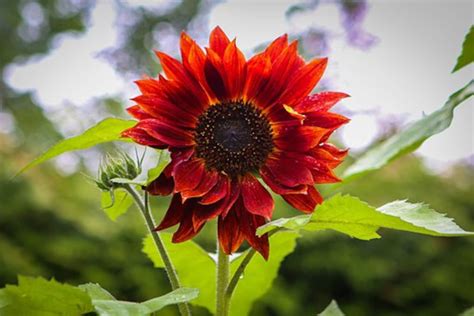 20Pcs Red Sun Rare Sunflower Seeds-Flowers Tall Cut Beautiful | Etsy