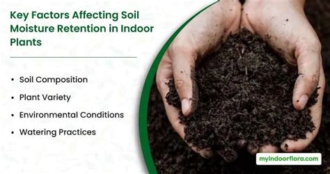 Soil Moisture Retention Techniques For Indoor Plants