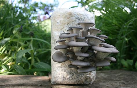 How to Grow Oyster Mushrooms - GardensAll