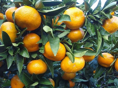 COLD HARDY CITRUS VARIETIES FOR OVERWINTERING OUTSIDE |The Garden of Eaden