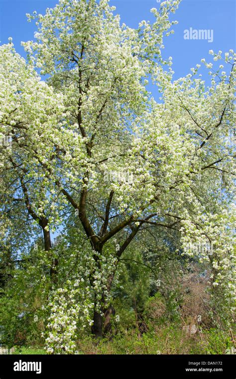 Perfumed cherry, St Lucie cherry, Mahaleb cherry (Prunus mahaleb, Cerasus mahaleb), blooming ...