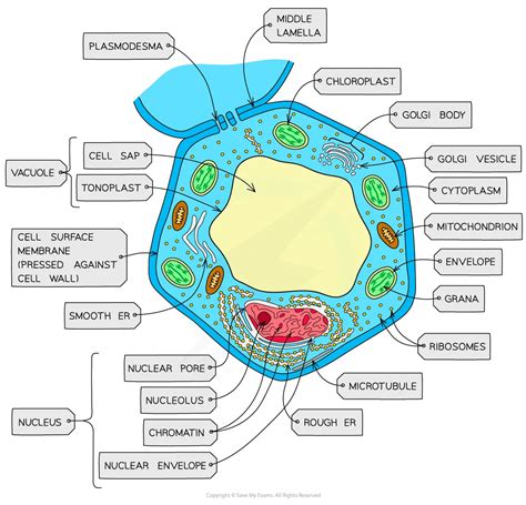 Eukaryotic Cell Structure | HL IB Biology Revision Notes 2025 | Save My Exams